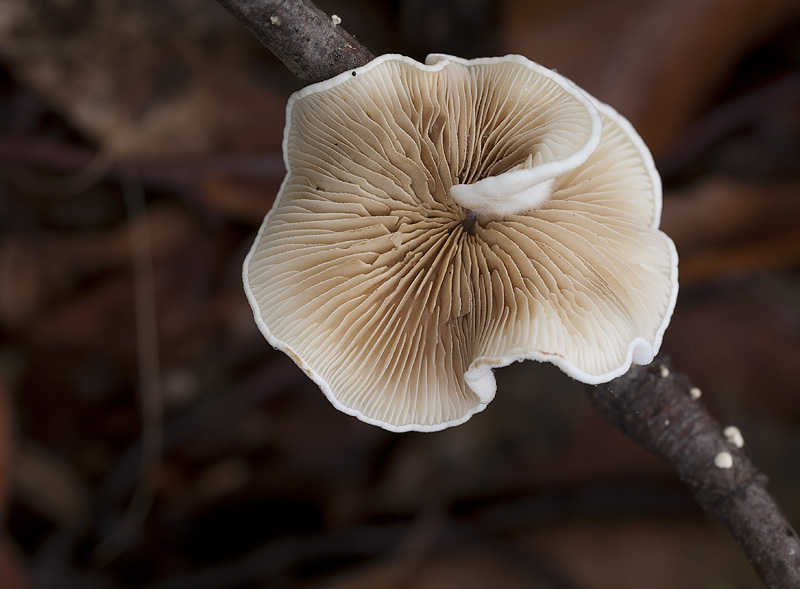 Crepidotus caspari